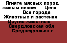Ягнята мясных пород живым весом.  › Цена ­ 125 - Все города Животные и растения » Другие животные   . Свердловская обл.,Среднеуральск г.
